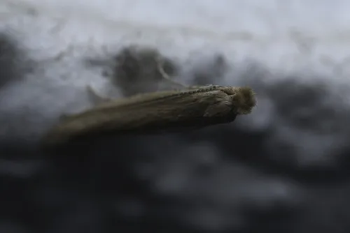 Bedellia ehikella