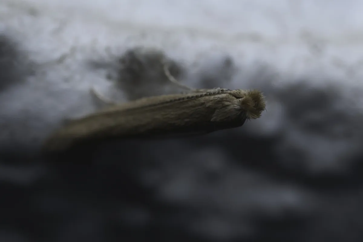 Bedellia ehikella - photo 3