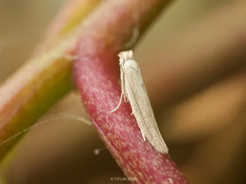 Bedellia ipomoella