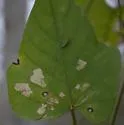 Florida Morning-Glory Leafminer - Hodges#0465