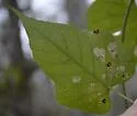 Florida Morning-Glory Leafminer - Hodges#0465 - photo 2
