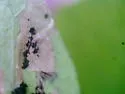 Florida Morning-Glory Leafminer - Hodges#0465 - photo 3