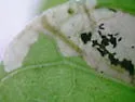 Florida Morning-Glory Leafminer - Hodges#0465 - photo 4