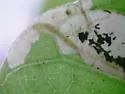 Florida Morning-Glory Leafminer - Hodges#0465 - photo 5