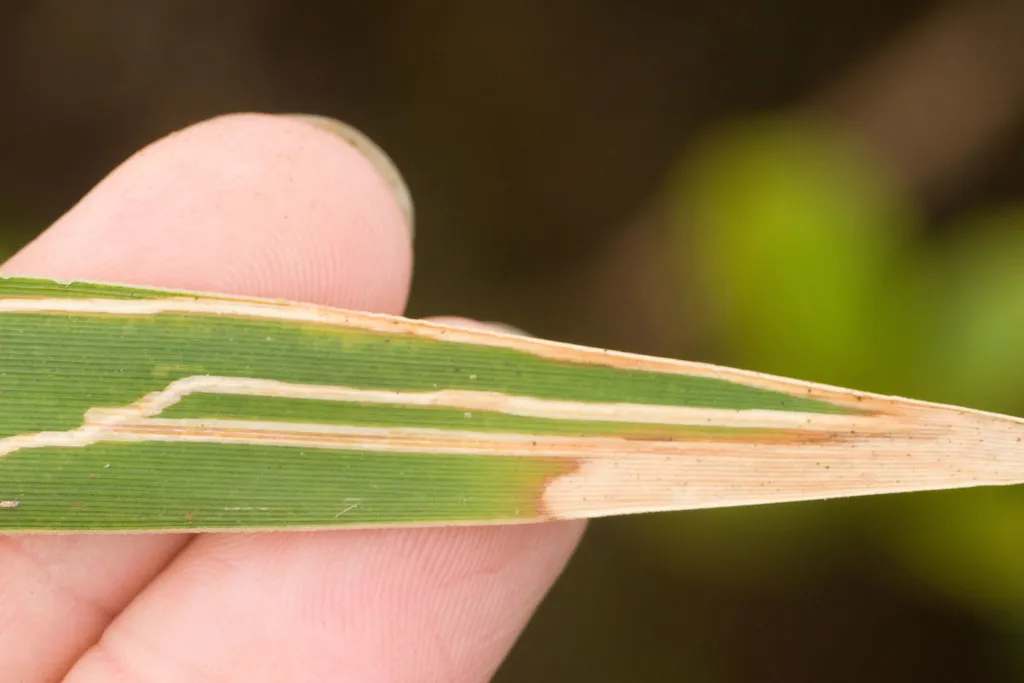 Bedellia oplismeniella - photo 2