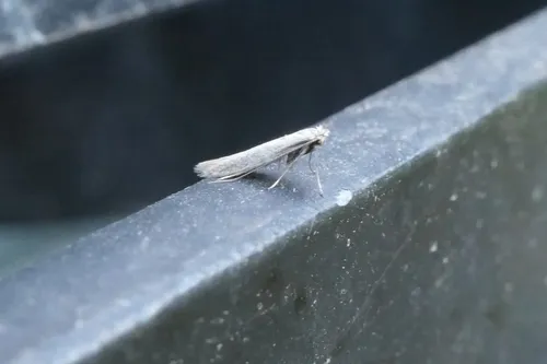 Convolvulus Skeletoniser