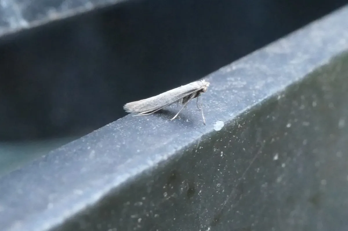 Convolvulus Skeletoniser - photo 2