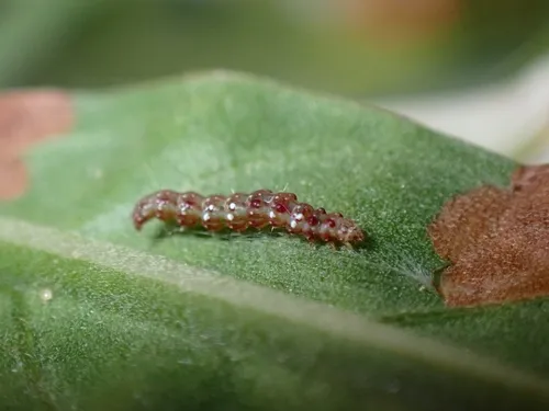 Bedellia silvicolella