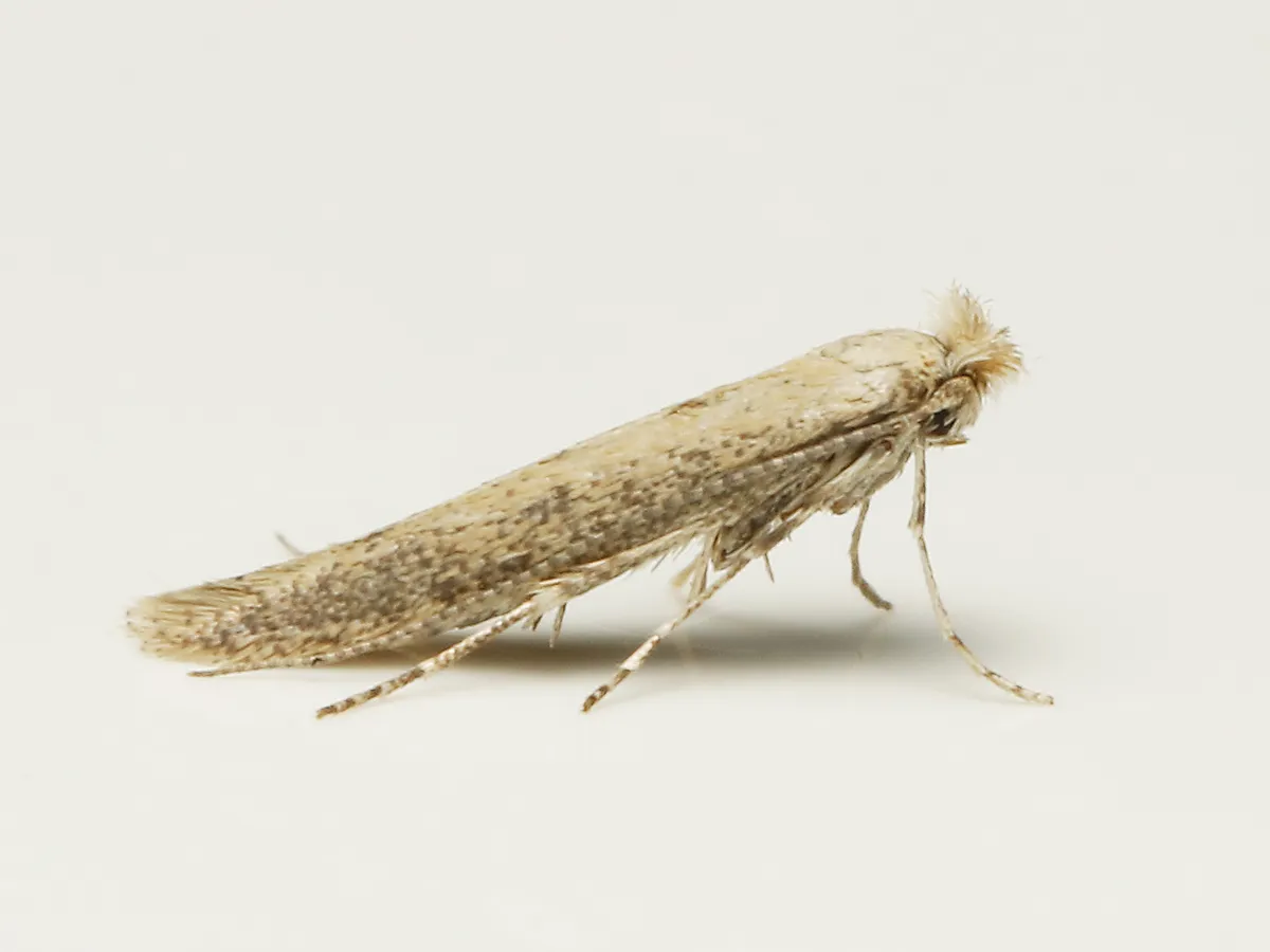 Bedelliidae - photo 2