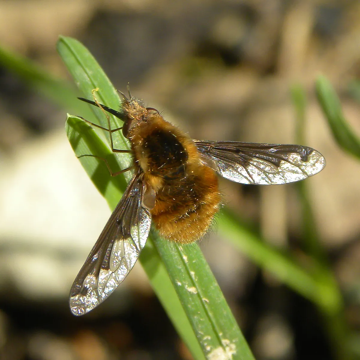 Dark-edged Bee-fly - photo 3