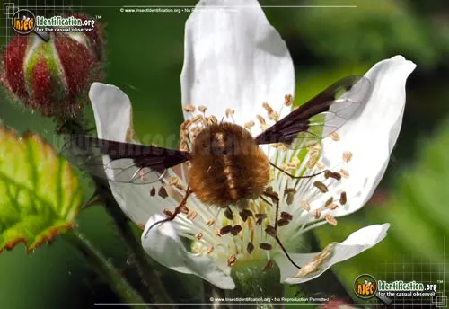 Dark-edged Bee-fly - photo 4