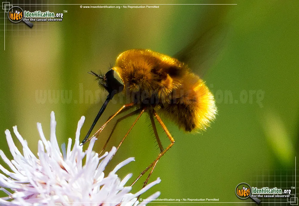 Dark-edged Bee-fly - photo 6