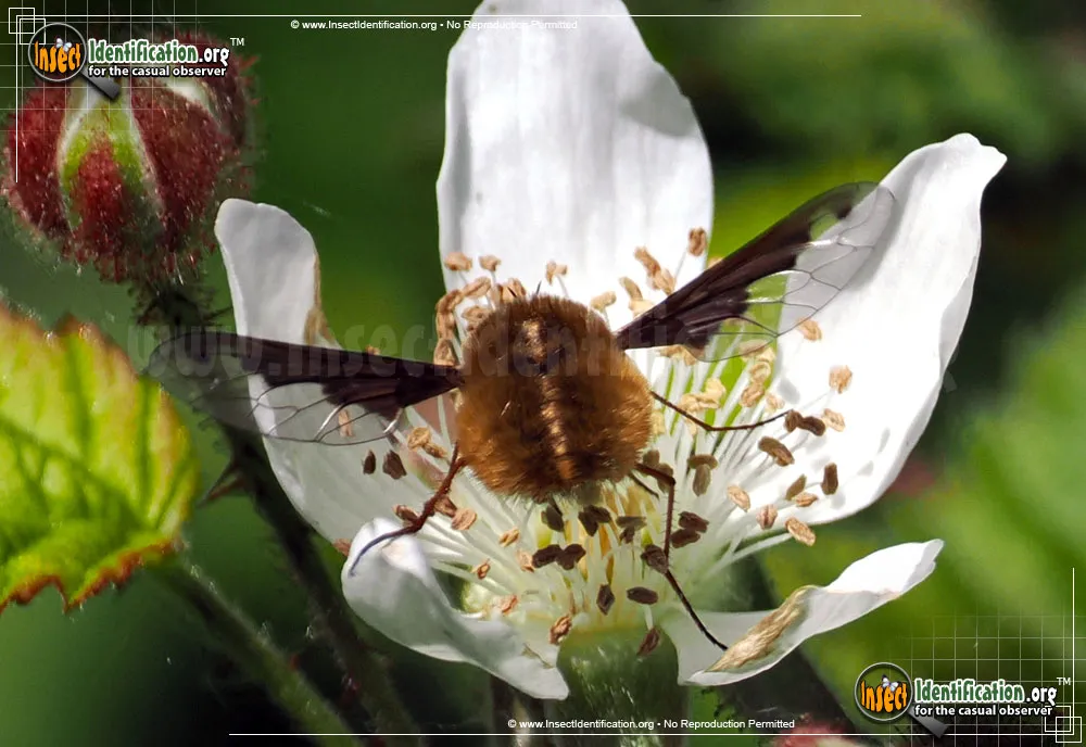 Dark-edged Bee-fly - photo 7