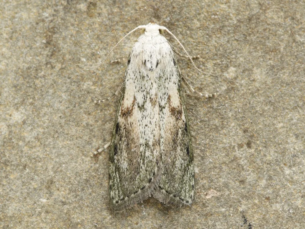 Bee Moth - photo 2