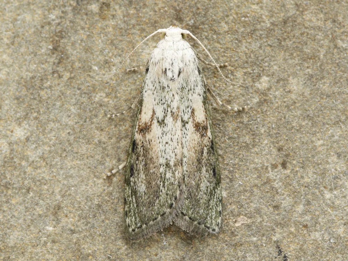Bee Moth - photo 3