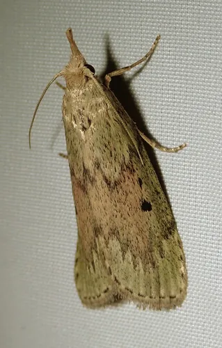 Bee Moth - photo 4