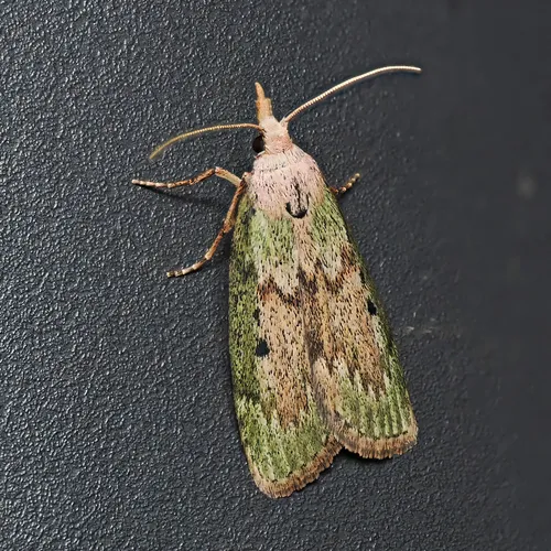Bee Moth - photo 5