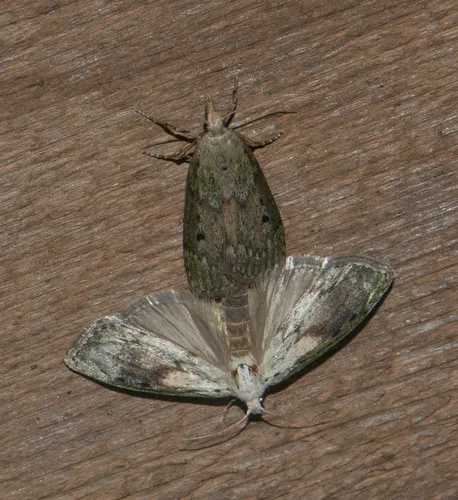 Bee Moth - photo 7