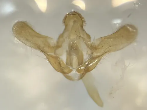 Bee Moth - photo 8