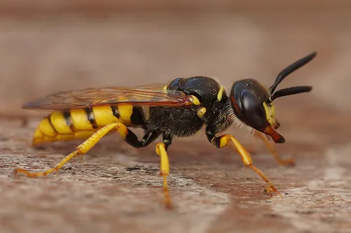 Bee Wolf