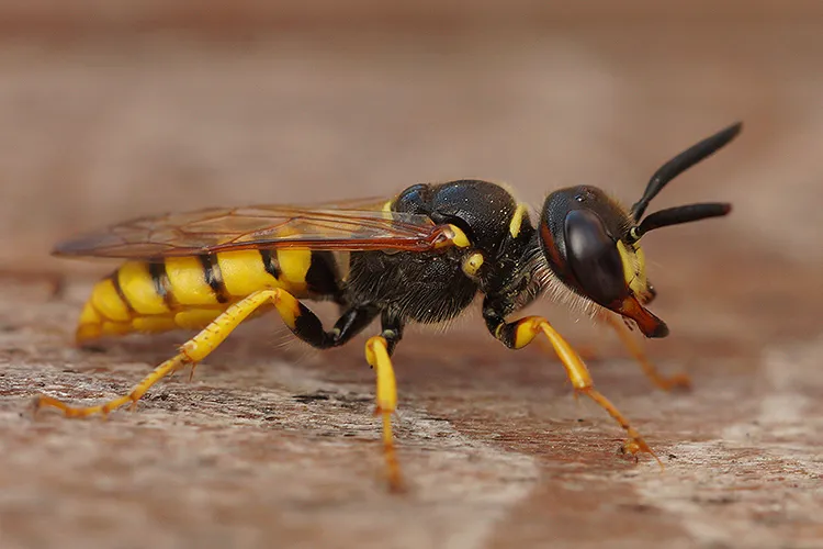Bee Wolf - photo 3