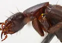 Beeria nematocera - photo 2