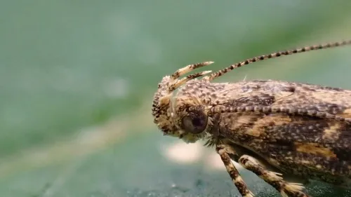Beet Moth - photo 2