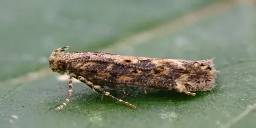 Beet Moth - photo 3