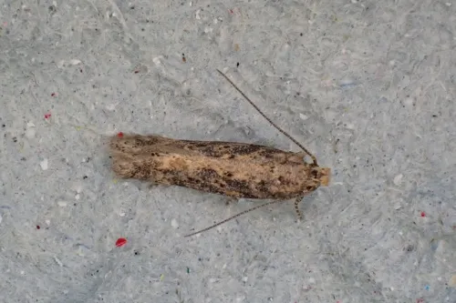 Beet Moth - photo 4
