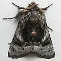 Behrensia bicolor - Hodges#10179 - Behrensia bicolor