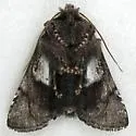 Behrensia bicolor - Hodges#10179 - photo 2