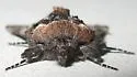 Behrensia bicolor - Hodges#10179 - photo 4