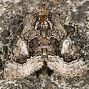 Behrensia conchiformis - Hodges#10178