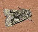 Behrensia conchiformis - Hodges#10178 - photo 2