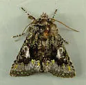 Behrensia conchiformis - Hodges#10178 - photo 3