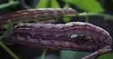 Behrensia conchiformis - Hodges#10178 - photo 4