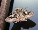 Behrensia conchiformis - Hodges#10178 - photo 5