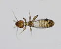 Belaphotroctes badonneli