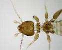 Belaphotroctes badonneli - photo 2