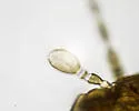 Belaphotroctes badonneli - photo 3