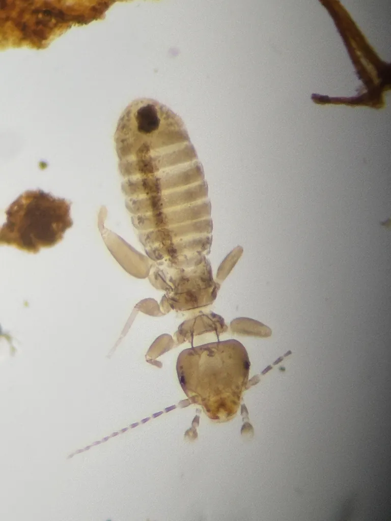 Belaphotroctes ghesquierei - photo 2