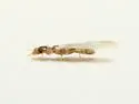 Belaphotroctes undescribed