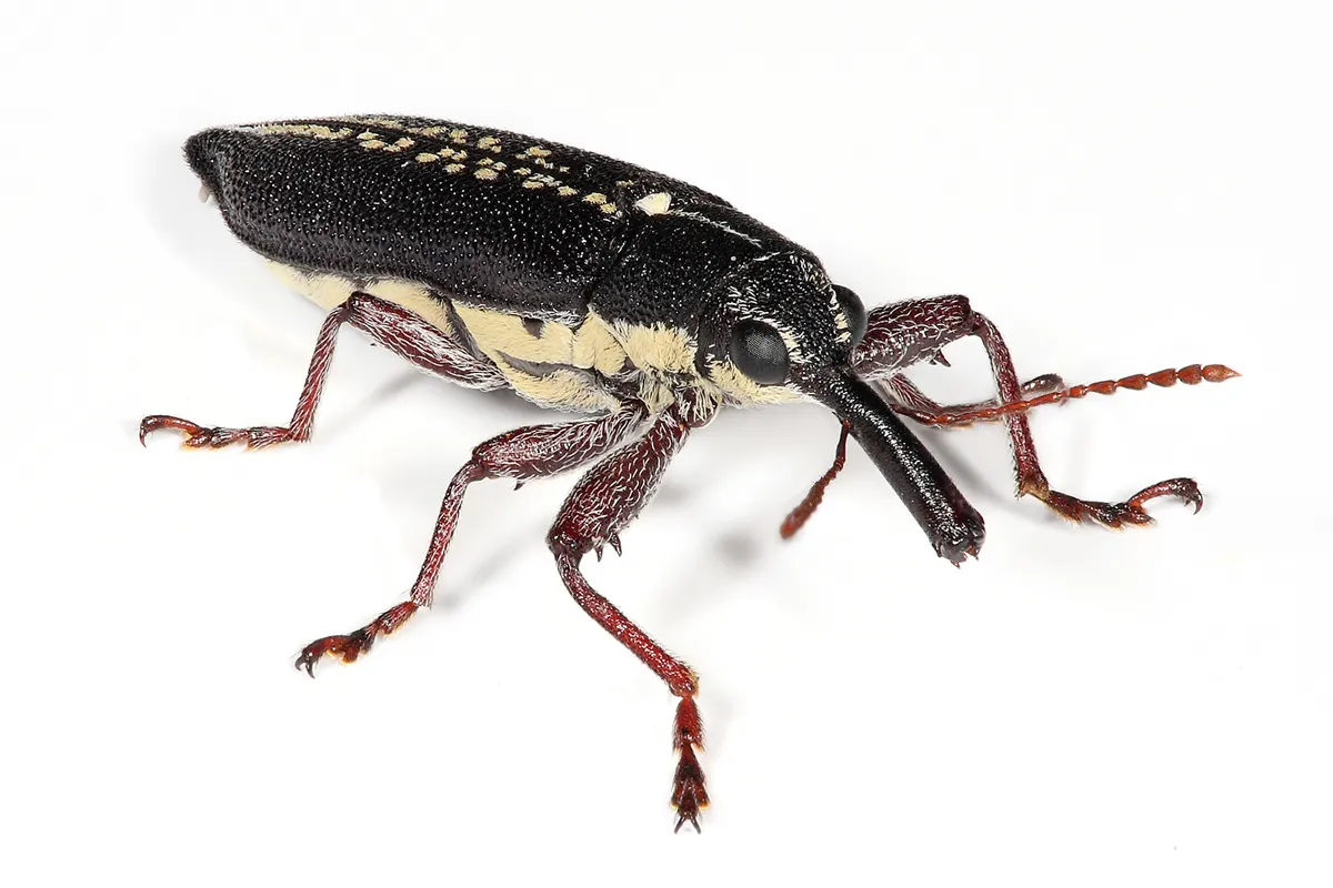Cycad Weevils - photo 2