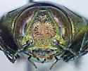 Belionota prasina - photo 3
