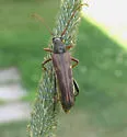 Bellamira scalaris