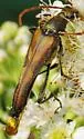 Bellamira scalaris - photo 3