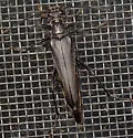 Bellamira scalaris - photo 4