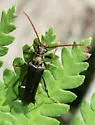 Bellamira scalaris - photo 5