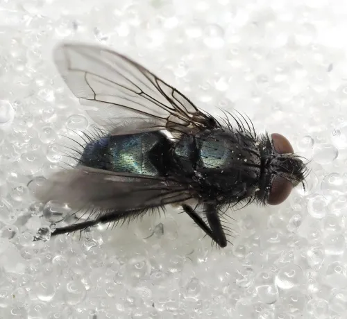 Bellardia bayeri