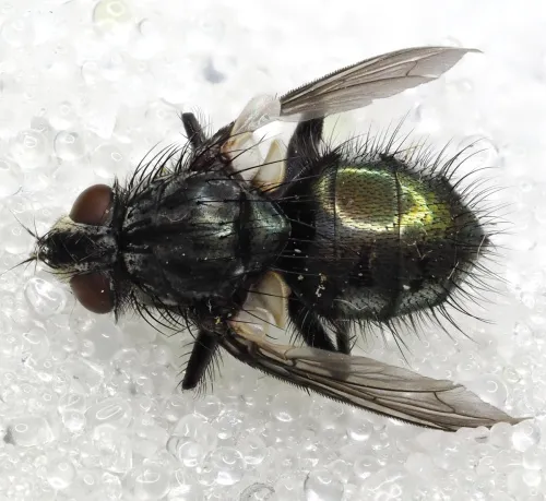 Bellardia vulgaris